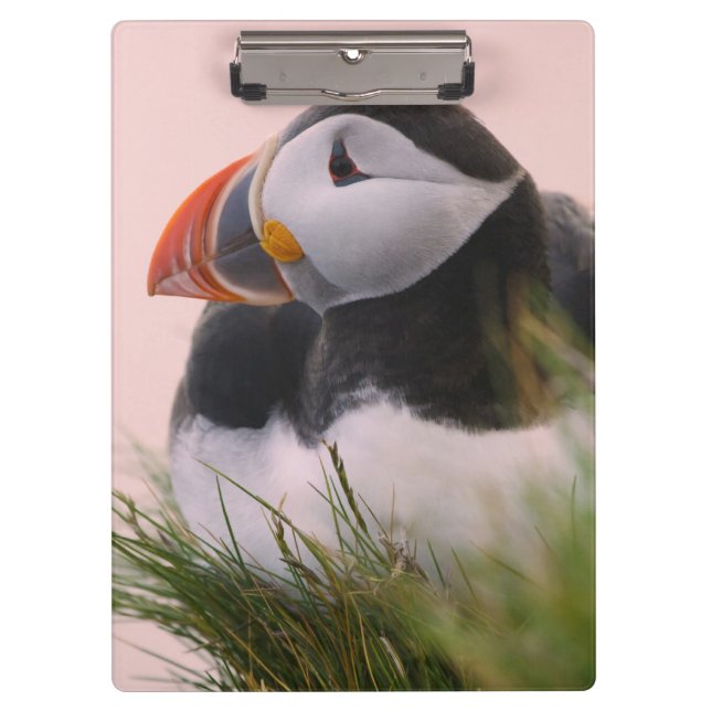 Atlantic Puffin (Fratercula arctica) Clipboard (Front)