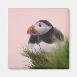 Atlantic Puffin (Fratercula arctica) Magnet
