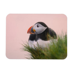 Atlantic Puffin (Fratercula arctica) Magnet