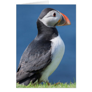 Atlantic Puffin (Fratercula Arctica) On Cliff