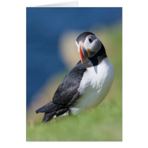 Atlantic Puffin (Fratercula Arctica) On Cliff 2