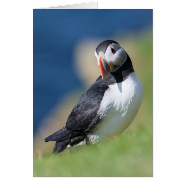 Atlantic Puffin (Fratercula Arctica) On Cliff 2 (Front)