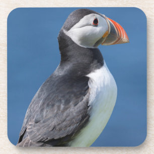 Atlantic Puffin (Fratercula Arctica) On Cliff Coaster
