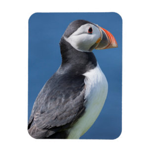 Atlantic Puffin (Fratercula Arctica) On Cliff Magnet