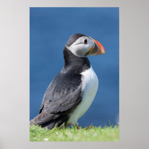 Atlantic Puffin (Fratercula Arctica) On Cliff Poster