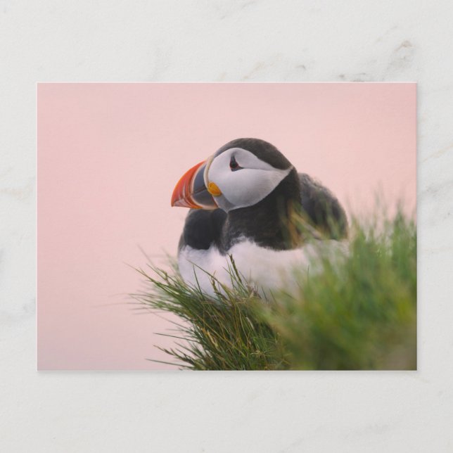 Atlantic Puffin (Fratercula arctica) Postcard (Front)