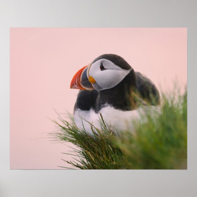 Atlantic Puffin (Fratercula arctica) Poster (Front)