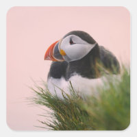 Atlantic Puffin (Fratercula arctica)