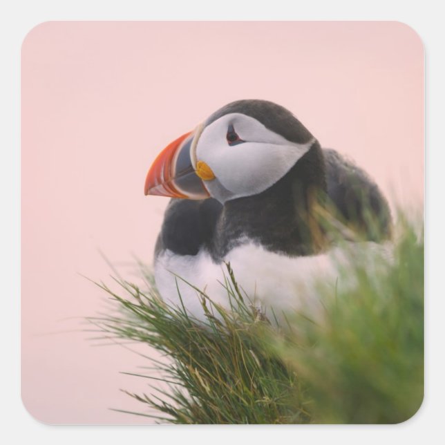 Atlantic Puffin (Fratercula arctica) Square Sticker (Front)