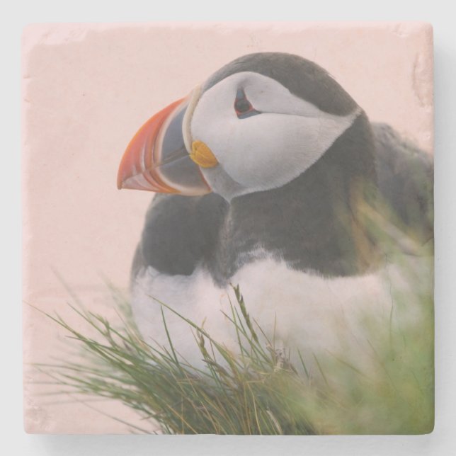 Atlantic Puffin (Fratercula arctica) Stone Coaster (Front)
