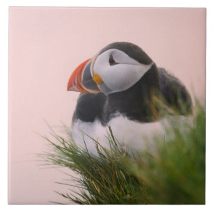 Atlantic Puffin (Fratercula arctica) Tile