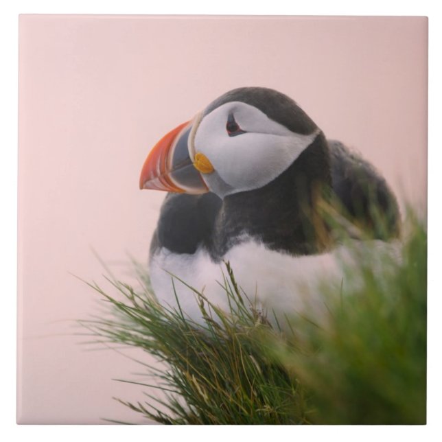 Atlantic Puffin (Fratercula arctica) Tile (Front)