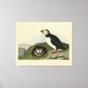 Atlantic Puffin from Audubon's Birds of America Canvas Print