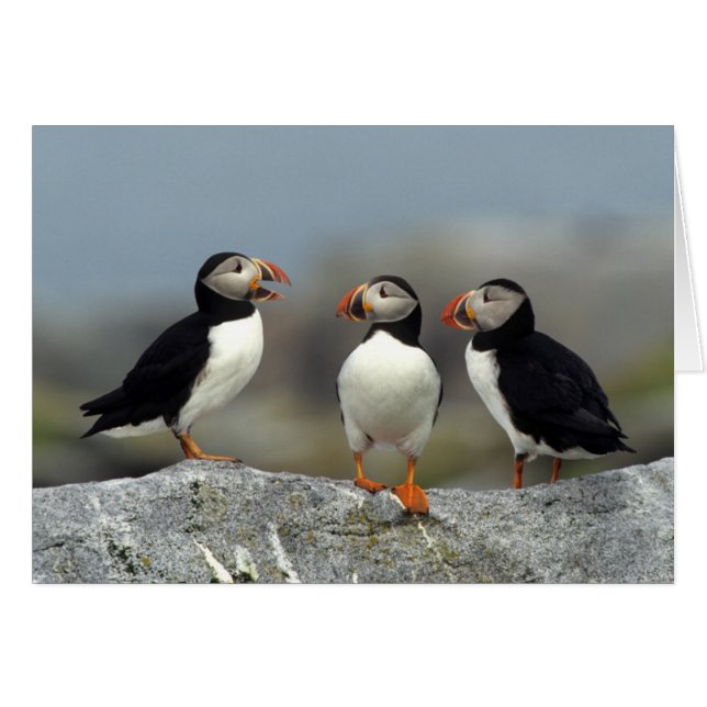 Atlantic Puffin Group (Front Horizontal)