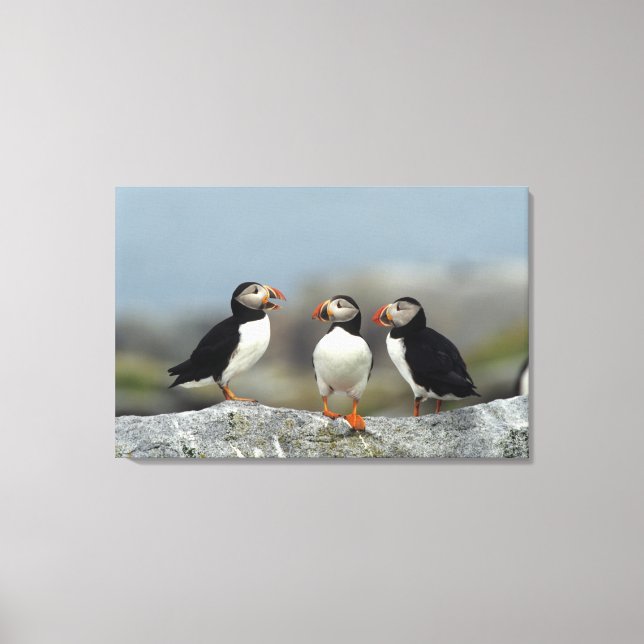Atlantic Puffin Group Canvas Print (Front)