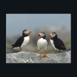 Atlantic Puffin Group Postcard<br><div class="desc">Richard & Susan Day / DanitaDelimont.com</div>