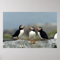Atlantic Puffin Group