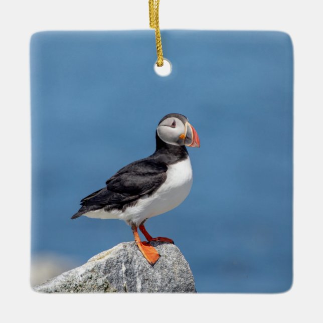 Atlantic Puffin in Machias, Maine Ceramic Ornament (Front)