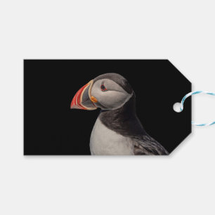 Atlantic Puffin in Machias, Maine Gift Tags