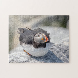 Atlantic Puffin in Machias, Maine Jigsaw Puzzle