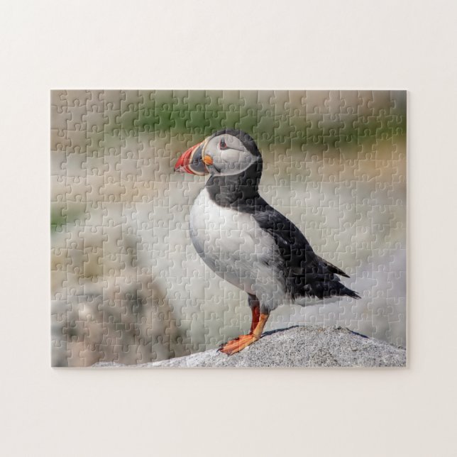 Atlantic Puffin in Machias, Maine Jigsaw Puzzle (Horizontal)