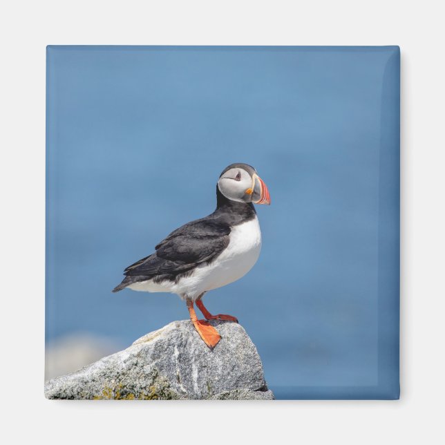 Atlantic Puffin in Machias, Maine Magnet (Front)