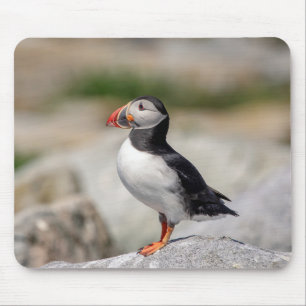 Atlantic Puffin in Machias, Maine Mouse Pad