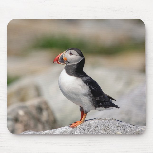 Atlantic Puffin in Machias, Maine Mouse Pad (Front)