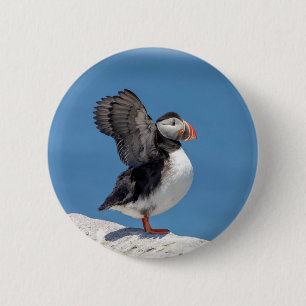 Atlantic Puffin in Machias, ME 2 Inch Round Button