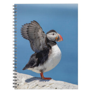 Atlantic Puffin in Machias, ME Notebook