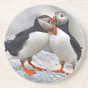 Atlantic Puffin Love Coaster