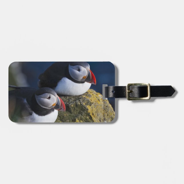 Atlantic Puffin Luggage Tag (Front Horizontal)