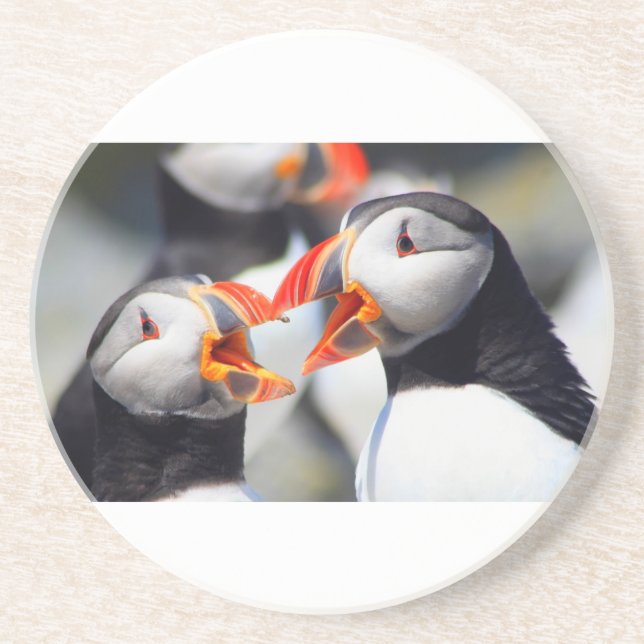 Atlantic Puffin mouths Coaster (Front)