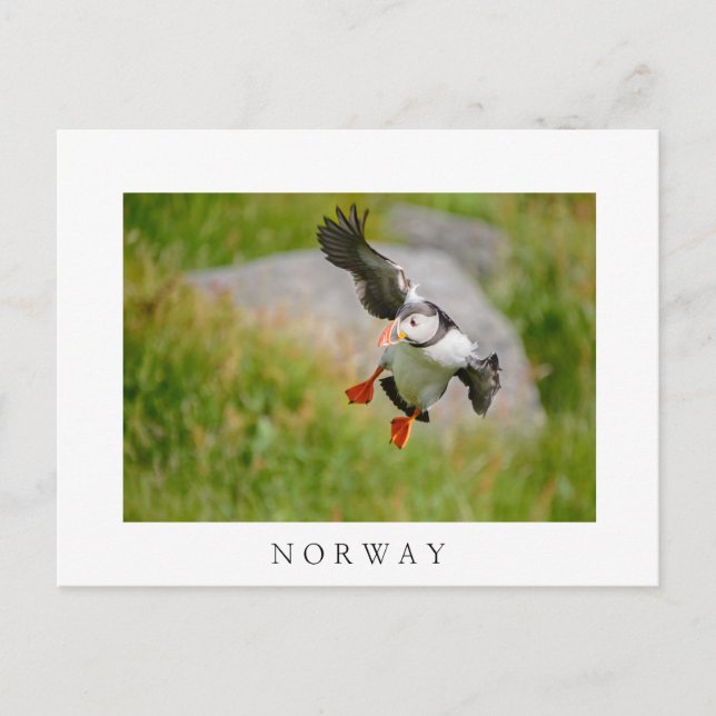 Atlantic Puffin oiseau volant texte blanc carte po (Devant)