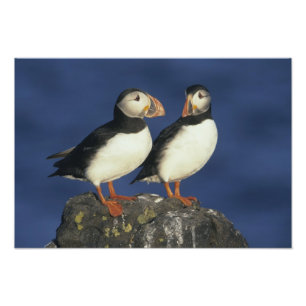 Atlantic Puffin Photo Print