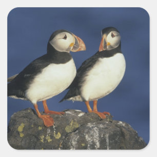 Atlantic Puffin Square Sticker
