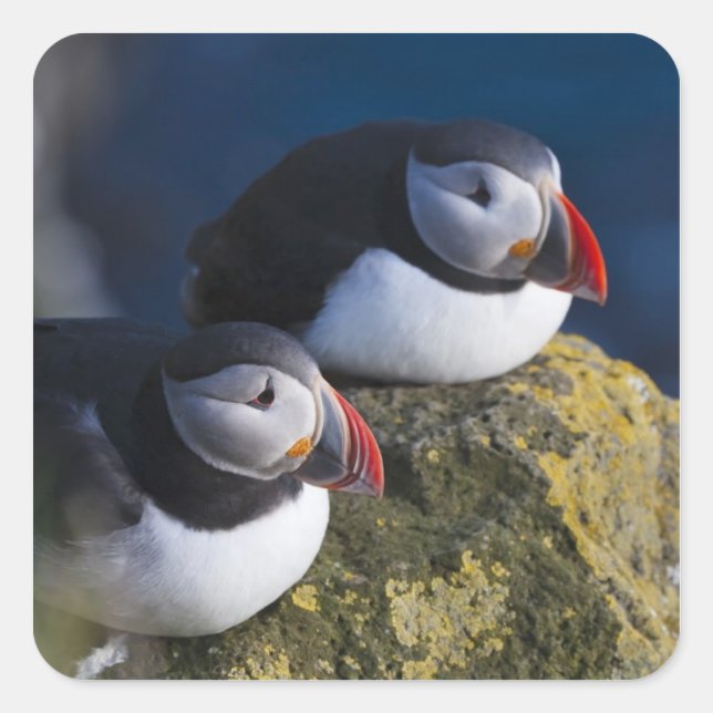 Atlantic Puffin Square Sticker (Front)