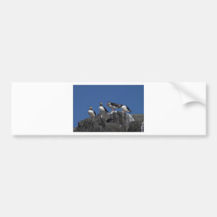 Atlantic Puffins Bumper Sticker