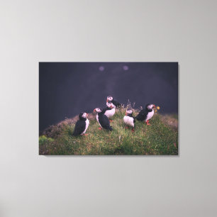 Atlantic Puffins Canvas Print