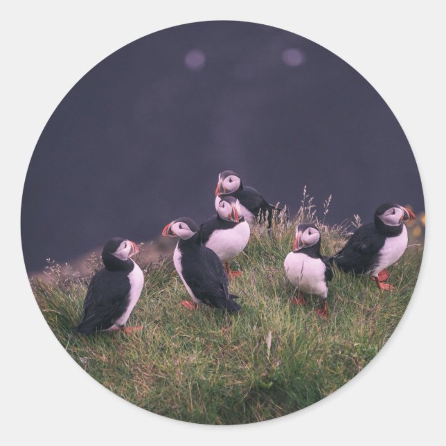Atlantic Puffins Classic Round Sticker (Front)
