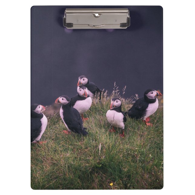 Atlantic Puffins Clipboard (Front)
