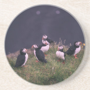 Atlantic Puffins Coaster