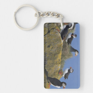 Atlantic Puffins (Fratercula arctica) on cliff Keychain