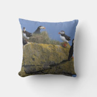 Atlantic Puffins (Fratercula arctica) on cliff