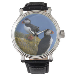 Atlantic Puffins (Fratercula arctica) on cliff Watch