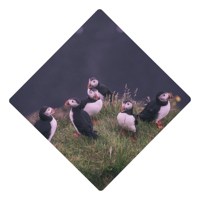 Atlantic Puffins Graduation Cap Topper (Front)