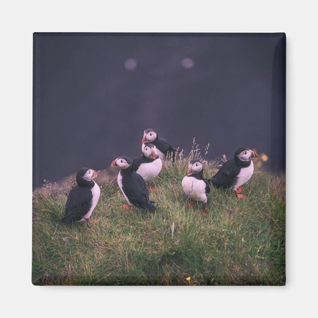 Atlantic Puffins Magnet (Front)