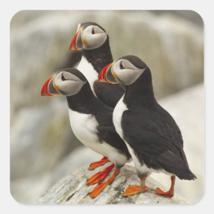 Atlantic Puffins on Machias Seal Island