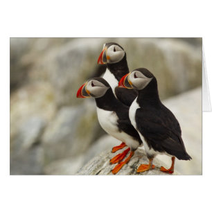 Atlantic Puffins on Machias Seal Island