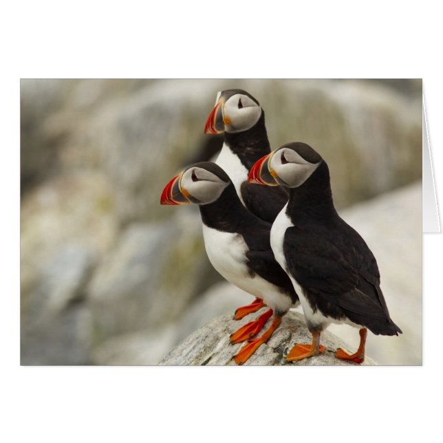 Atlantic Puffins on Machias Seal Island (Front Horizontal)